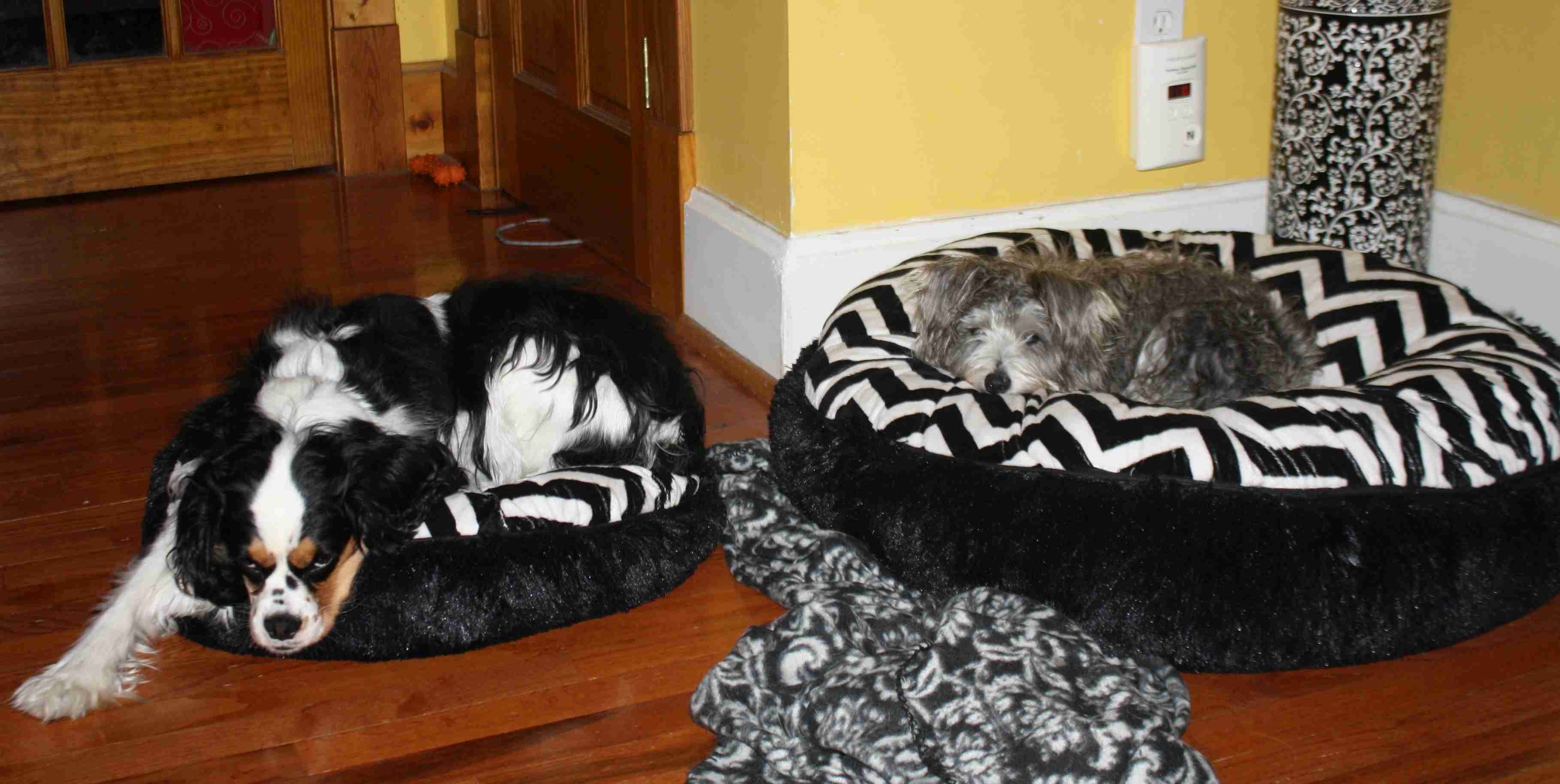 2014-12-27 Gussie and Peppers new beds.jpg